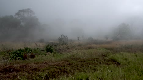 Volcanic-gas-mist-covering-the-nearby-jungle-of-the-Santa-Ana-Volcano-in-El-Salvador,-Wide-handheld-shot