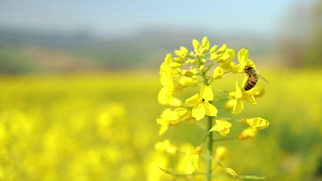Insect-bees-gather-nectar-on-yellow-rapeseed-flowers-honey-bee-busy-in-oilseed-field-works-hard-to-collect-the-pollen