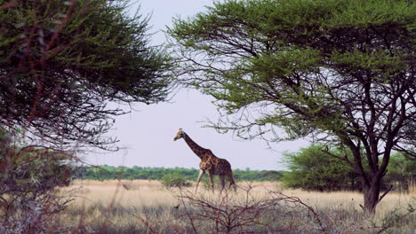 Weitwinkelaufnahme-Einer-Friedlichen-Giraffe,-Die-über-Das-Trockene-Gras-Im-Zentralen-Kalahari-Wildreservat-Im-Südlichen-Afrika-Läuft
