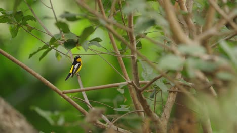 Yellow-Rumped-Flycatcher-on-a-Perch-with-Green-Trees-Background