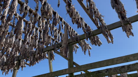 Close-up-shot-of-moving-dry-fish-in-the-wind-hanging-on-a-rope-from-wooden-racks-in-Lofoten-Islands,-4k
