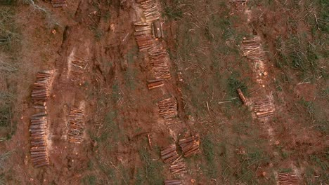 Aerial-Birds-Eye-View-Over-Cut-Pine-Tree-Logs-Stacked-In-Open-Field-In-Spain