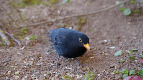 Blackbird-searches-for-sunflower-seeds-on-the-dry-brown-ground,-finds-them-a-few-times-and-eats-them