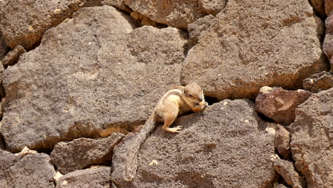 Close-up-of-cute-north-african-Barbary-ground-squirrel-eating-nut,-sitting-on-rocky-wall-in-sunlight
