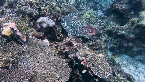 Una-Gran-Tortuga-Carey,-Especies-Oceánicas-En-Peligro-Crítico-De-Extinción,-Cerca-Del-Agua-Explorando-Y-Alimentándose-De-Coloridos-Arrecifes-De-Coral-En-Timor-Oriental