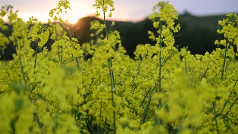 Beautiful-golden-sunset-over-a-field-of-blossoming-rapeseed-in-the-rural-Germany-countryside-of-Hesse