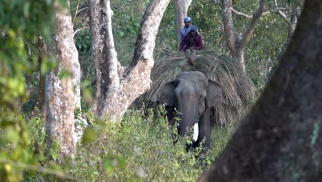 Un-Elefante-Domesticado-Caminando-Por-La-Jungla-Con-Un-Montón-De-Hierba-Y-Dos-Mahots-En-La-Espalda
