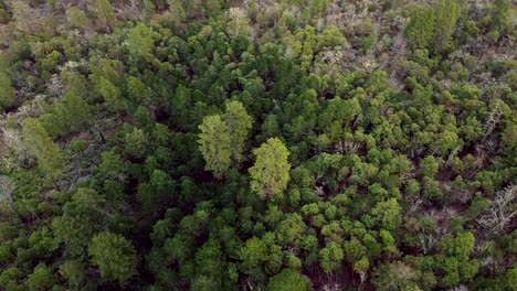 Aerial-view-drone-shot-over-and-above-forest-trees-on-hillside-in-north-america