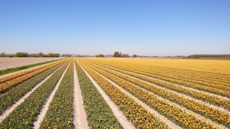 Luftaufnahme-über-Wunderschönen-Reihen-Gelber-Tulpen-In-Feldern-Am-Hoeksche-Waard