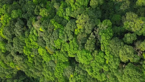 Aerial-top-down-shot-of-dense-crown-of-treetops-in-tropical-rainforest-of-Indonesia-lighting-by-sun