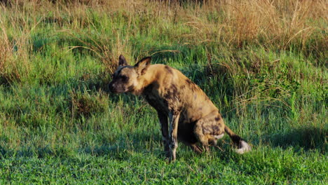 African-Hunting-Dog-On-The-Savannah-On-Khwai,-Okavango-Delta,-Botswana,-Southern-Africa