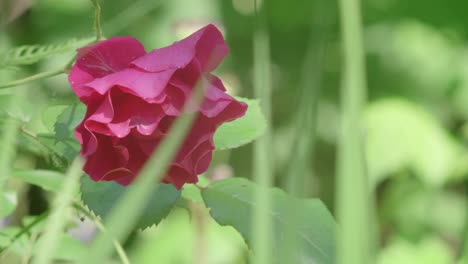 A-downward-facing-purple-red-rose-blooms,-adding-bright-color-to-the-garden