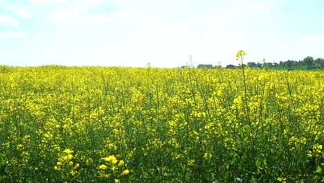 Rapeseed-blooming-yellow-field-with-sunny-clear-sky,-static-shot-of-spring-nature-environment