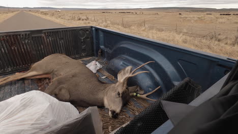 legal-deer-kill-is-transported-in-the-truck-bed-on-a-road