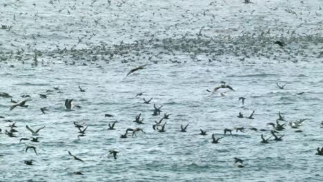 Tausende-Von-Vögeln-Und-Möwen-Auf-Und-über-Dem-Meerwasser