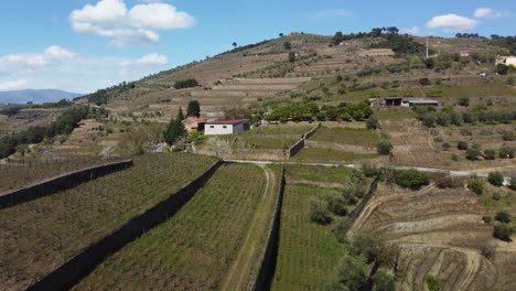 Luftaufnahmen-über-Einem-Weingut-Mit-Den-Riesigen-Weinrebenfeldern-In-Der-Portugiesischen-Region-Um-Porto