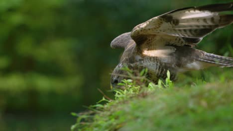 Profile-shot-of-regal-common-buzzard-stretching-out-its-wings