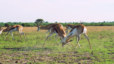 Zwei-Männliche-Springböcke-Stoßen-Bei-Einem-Kampf-Im-Zentralen-Kalahari-Wildreservat-In-Botswana,-Afrika,-Mit-Dem-Kopf-Aneinander-Und-Sperren-Ihre-Hörner