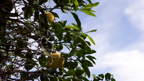 Nahaufnahme-Eines-Zitronenbaums-An-Einem-Bewölkten-Himmel,-Zwei-Früchte-Hinter-Den-Blättern