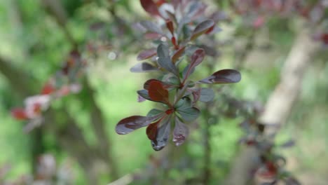 Wet-Barberry-Leaves-Swaying-In-The-Wind-After-The-Rain