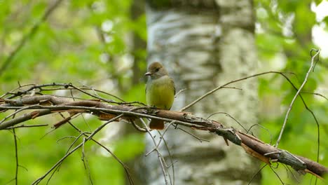 Pájaro-Gran-Papamoscas-Cantando-Y-Volando-Desde-Su-Rama-En-Un-Bosque-Verdoso-Y-Marrón,-Sus-Plumas-Amarillentas,-Feliz-Por-Su-Vida-En-La-Naturaleza-Pura-De-Toronto-Canadá