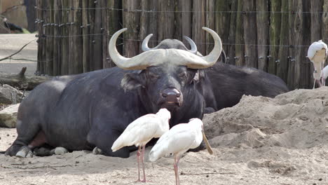 Afrikanischer-Büffelbulle-Liegt-Im-Zoo