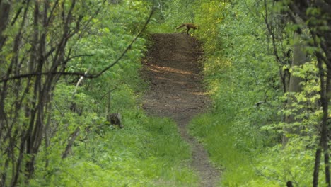 Woodland-female-fox-urinating-on-dirt-trail-pathway-between-forest-trees