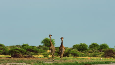 Wunderschönes-Giraffenpaar-Marschiert-In-Der-Wildnis-Des-Zentralen-Kalahari-Wildreservats,-Botswana,-Südafrika