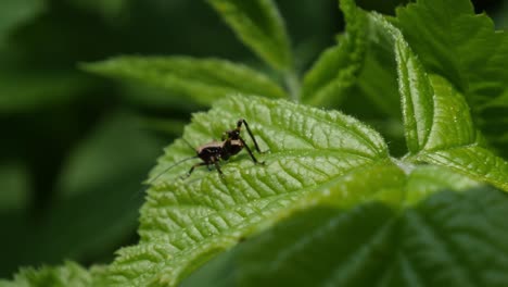 One-cricket-sits-on-green-leaf