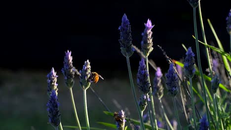 Slow-motion-shot-of-bees-on-a-lavender-plant