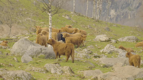 A-heard-of-Norwegian-highland-cattle-graze-in-a-rocky-pasture