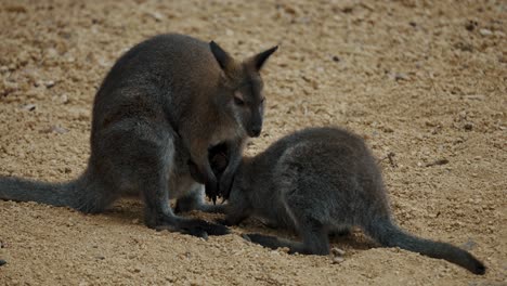 Rotes-Känguru,-Das-Seinen-Jungen-Säugt-–-Nahaufnahme