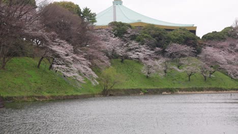 Sakura-Floreciendo-En-Tokio-Con-Nippon-Budokan-En-El-Fondo-4k