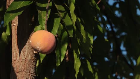 Ripe-Juicy-Organic-Peach-Non-GMO-hanging-from-a-tree-in-a-sunny-orchard