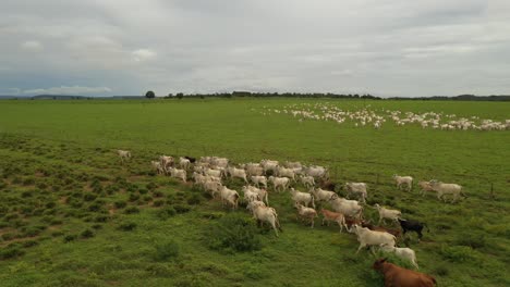 drone-shoot-of-cattle-in-the-pasture