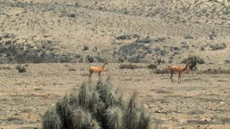 Two-Brown-Guanaco-Walking-In-The-Atacama-Desert-On-A-Sunny-Summer-Day