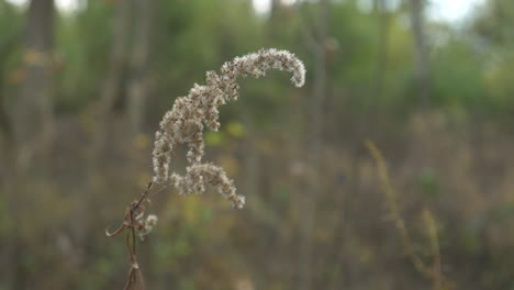 one-fuzzy-plant-waving-in-the-wind,-in-the-woods,-in-slow-motion