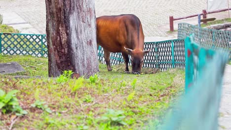 A-stationary-footage-of-a-brown-cows-while-eating-some-grass-between-the-tree-trunk-and-the-wooden-fence