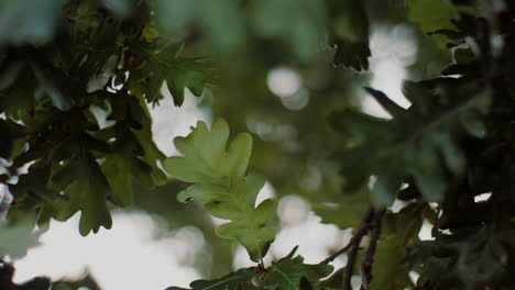 Light-wind-breeze-trough-green-oak-leaves