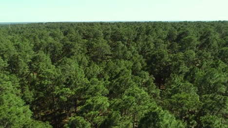 Aerial-drone-footage-of-pine-trees
