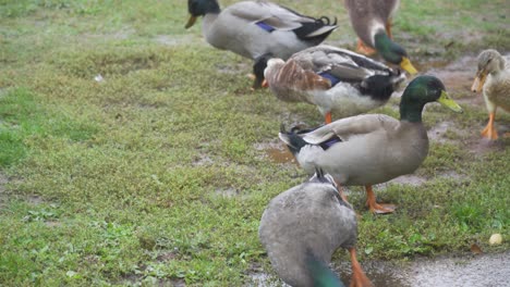Some-Mallard-ducks-drinking-dirty-water-from-the-ground-in-the-rain