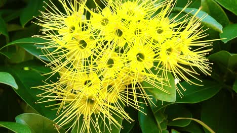 Eine-Nahaufnahme-Einer-Gruppe-Leuchtend-Gelb-goldener-Penda-Blüten-In-Voller-Blüte