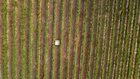 Overhead-aerial-view-of-people-harvesting-grapes-in-a-vineyard-in-the-Leyda-Valley,-Chile