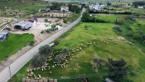 Herd-of-sheeps-on-green-meadow-in-Cyprius-countryside,-aerial