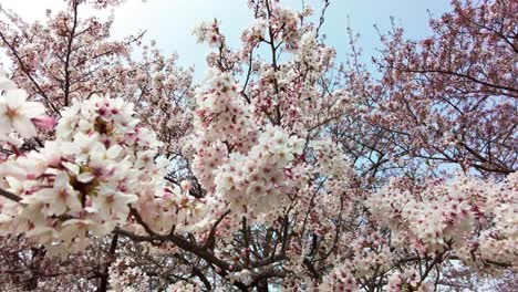 The-best-cherry-blossom-in-Yokohama