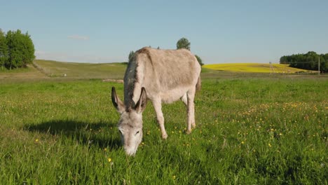 Grey-donkey-grazing-in-grass-field