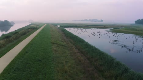 Flock-Of-Birds-Swimming-In-The-Water-Of-Wetland-In-The-Countryside-On-A-Foggy-Sunrise