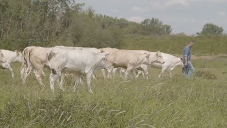 Rebaño-De-Vacas-Siguiendo-A-Un-Granjero-En-Un-Campo-Verde