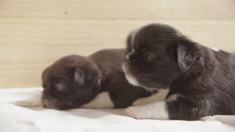 CUTE-shot-of-sleeping-and-yawning-3-week-old-Japanese-Chin-puppies