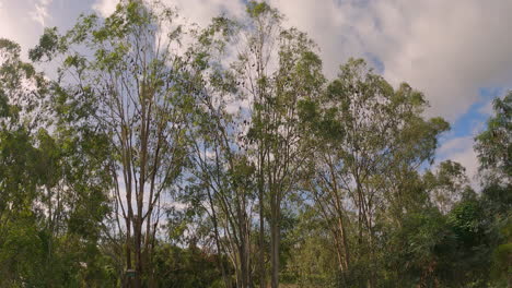 Weitwinkelaufnahme-Von-Hunderten-Von-Fledermäusen-In-Bäumen,-Die-Viel-Lärm-Machen,-Lowood,-Brisbane-Valley-Rail-Trail,-Qld-4k